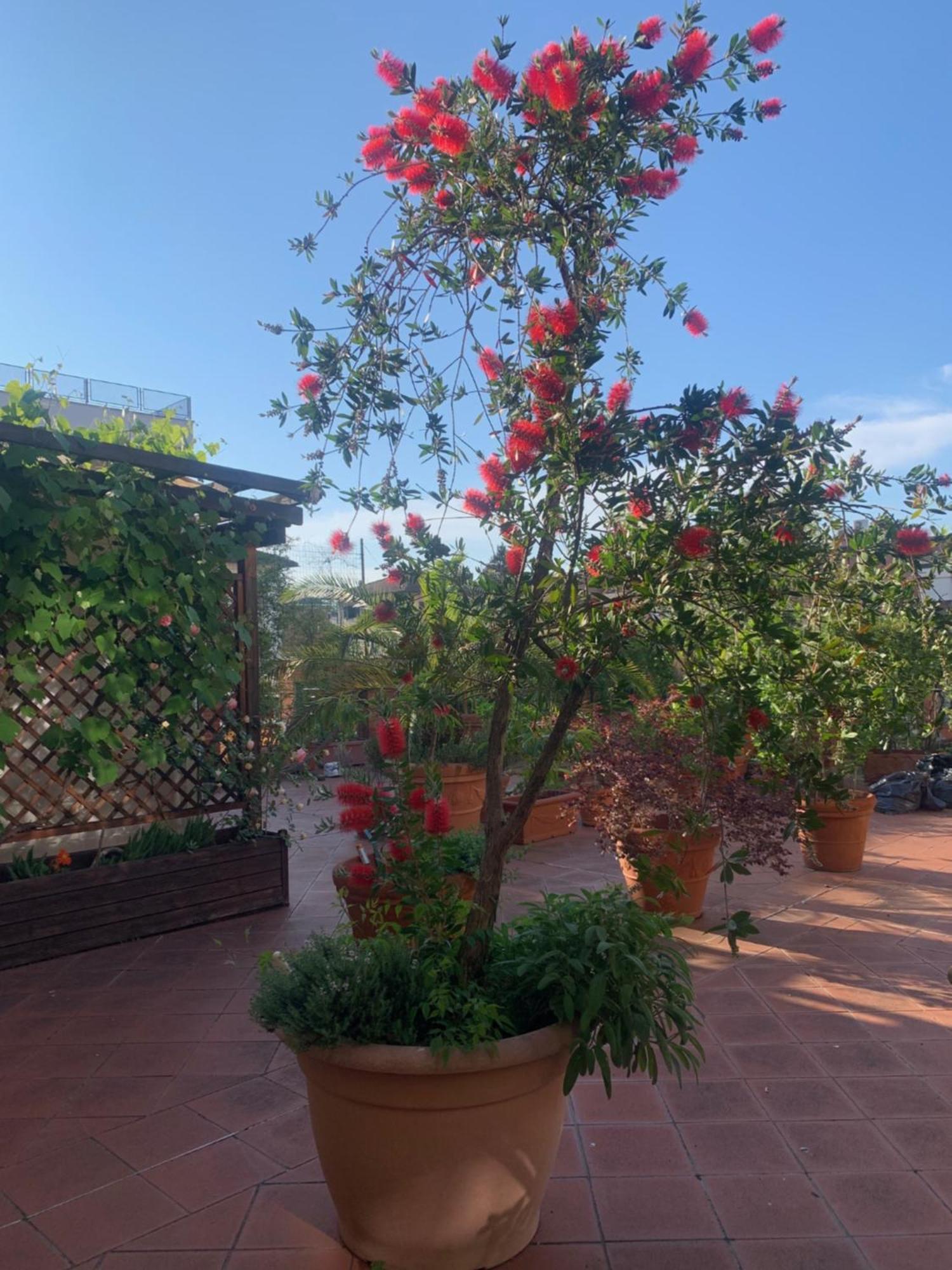 La Terrazza Da Ernestina Leilighet Lucca Eksteriør bilde